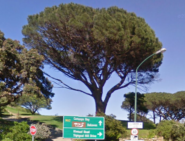 igumbi tree in Kapstadt in der Kloof Nek Road