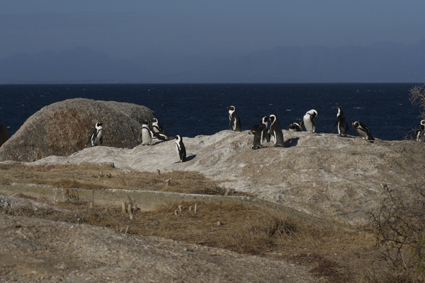 Pinguine am Boulder Beach bei Simonstown, Kapstadt